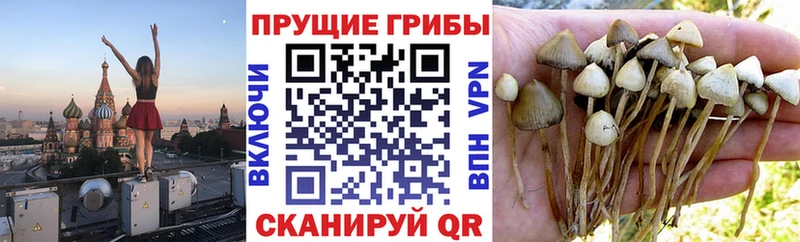 Псилоцибиновые грибы Magic Shrooms  купить   Мглин 